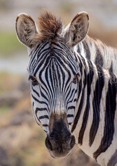 Plains Zebra close-up portrait with striped pattern