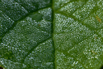 green leaf texture