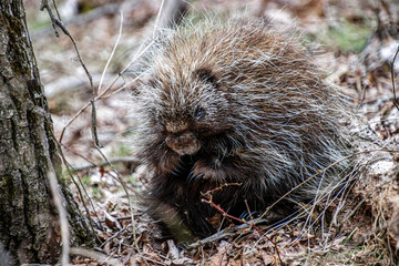 young porcupine on the ground in spring close-up