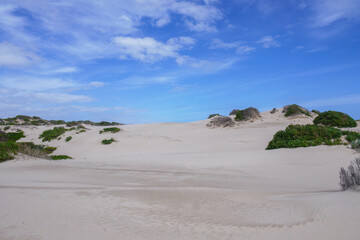 Spectacular Sand dunes of the Coorong national park, South Australia. White sand dunes with vegetation and bright blue sky. © Debra