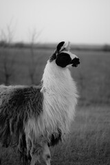 Naklejka premium llama in a field in rural kansas