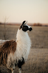 Naklejka premium llama in a field in rural kansas