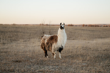Naklejka premium llama in a field in rural kansas