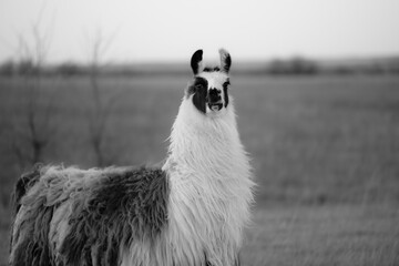 Naklejka premium llama in a field in rural kansas