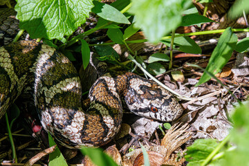 shy milk snake Lampropeltis triangulum hiding in the grass