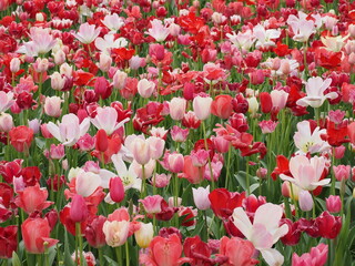 満開のチューリップが一面に広がるカラフル背景テクスチャ