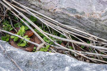 Fototapeta premium copperhead under old grass between rocks