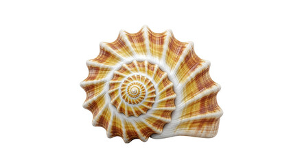 Obraz premium Nautilus Shell Spiral on White Background