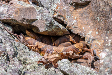Fototapeta premium copperhead in the rocks