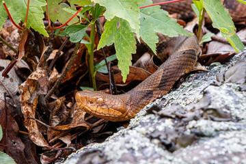 copperhead in the rocks