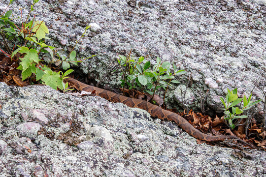 copperhead in the rocks