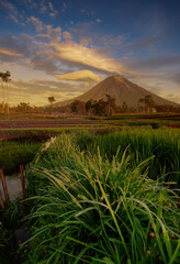 desert landscape with palm trees