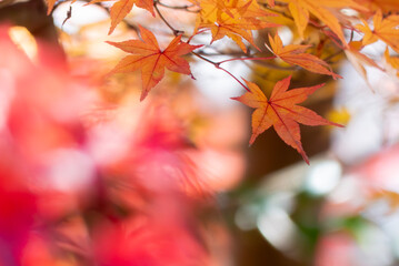 秋の晴れた日の公園　青空に映える美しい紅葉　滋賀県大津市びわこ文化公園　