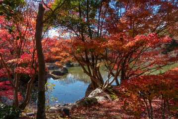 秋の晴れた日の公園　青空に映える美しい紅葉　滋賀県大津市びわこ文化公園　