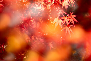 秋の晴れた日の公園　青空に映える美しい紅葉　滋賀県大津市びわこ文化公園　
