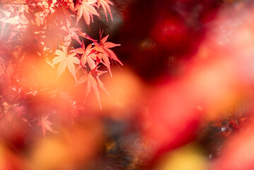 秋の晴れた日の公園　青空に映える美しい紅葉　滋賀県大津市びわこ文化公園　