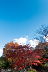 秋の晴れた日の公園　青空に映える美しい紅葉　滋賀県大津市びわこ文化公園　