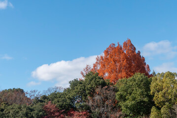 秋の晴れた日の公園　青空に映える美しい紅葉　滋賀県大津市びわこ文化公園　