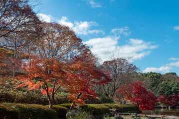 秋の晴れた日の公園　青空に映える美しい紅葉　滋賀県大津市びわこ文化公園　