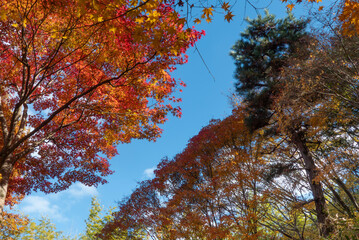 秋の晴れた日の公園　青空に映える美しい紅葉　滋賀県大津市びわこ文化公園　