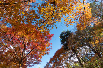 秋の晴れた日の公園　青空に映える美しい紅葉　滋賀県大津市びわこ文化公園　