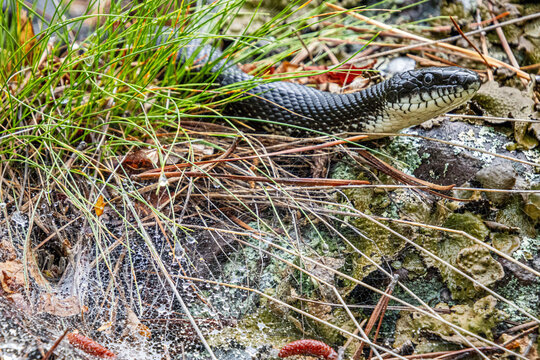 black rat snake Elaphe obsoleta on prowl in the grass 
