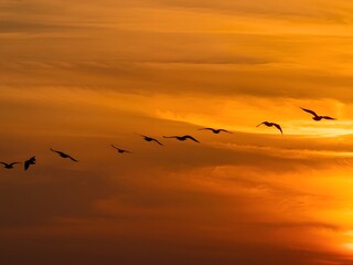 Fototapeta premium Flock of birds flying at sunset over glowing orange sky, dramatic silhouettes in peaceful evening scene with copy space background