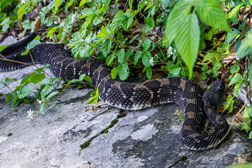 Obraz premium timber rattlesnake crotalus horridus black and chocolate phase black head stretched