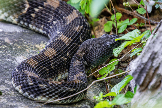 timber rattlesnake crotalus horridus black and chocolate phase black head curling up