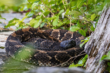 Obraz premium timber rattlesnake crotalus horridus black and chocolate phase black head curled up