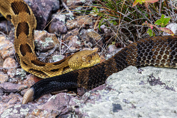 timber rattlesnake yellow phase with yellow head curled up on rocks close-up
