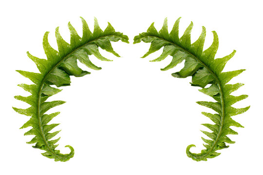 Symmetrical Green Fern Leaves on White Background