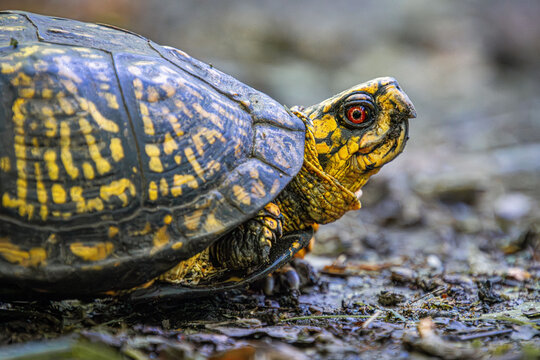 yellow colored eastern box turtle portrait