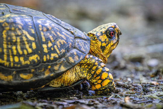 yellow colored eastern box turtle portrait