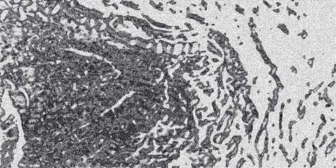 Detailed abstract monochromatic background showcasing organic cellular structures with a grainy texture and irregular borders, ideal for biological or abstract art