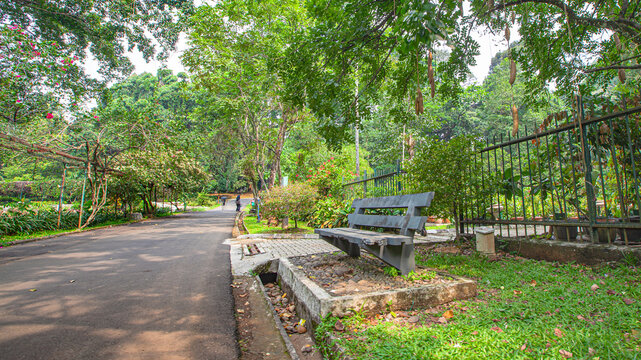 Tranquil scene of an empty, weathered concrete park bench beside an asphalt path in a lush, dense tropical botanical garden. Filtered daylight illuminates the vibrant green foliage and natural serenit