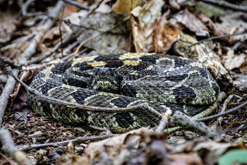 Obraz premium timber rattlesnake crotalus horridus black phase black head curled up in shade