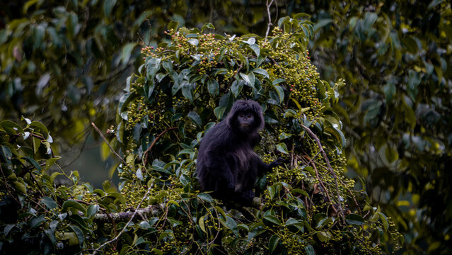 East Javan langur (Trachypithecus auratus), also known as the ebony lutung, Javan langur, Javan lutung on the tree.