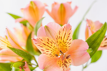 Fototapeta premium ピンクとオレンジ色のアルストロメリアの花を白背景で室内撮影16