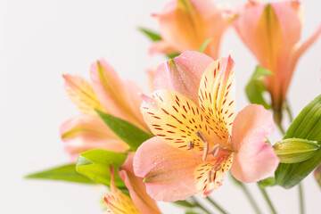 Fototapeta premium ピンクとオレンジ色のアルストロメリアの花を白背景で室内撮影18