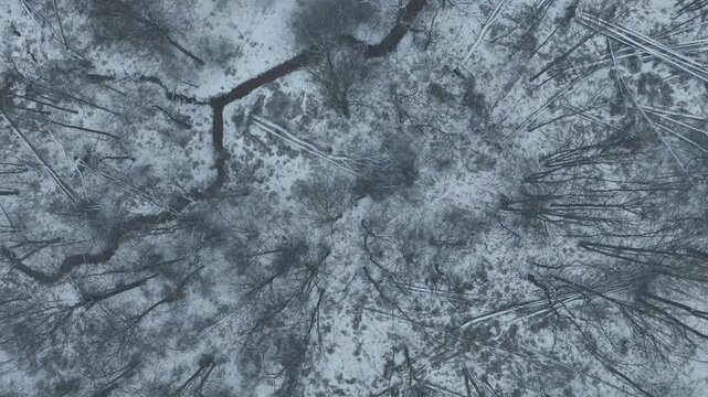 Snow in the forest