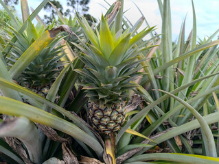 Pineapple plantation on a farm in Misiones, Argentina