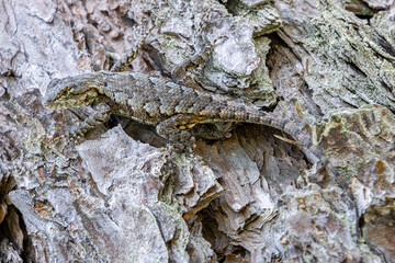 fence lizard blends with pine bark