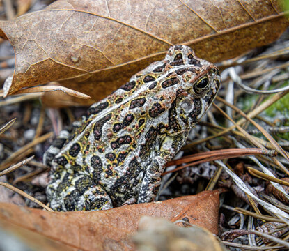 Fowler's toad Anaxyrus fowleri blends with the forest floor