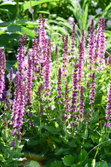 サルビア・ネモローサ「ピンクフィールド」　Salvia nemorosa &lsquo;Pink Field&rsquo;