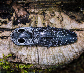 eastern click beetle