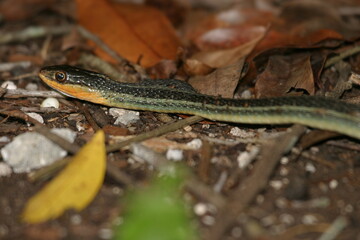 Obraz premium Western Ribbon Snake (Thamnophis proximus) in Yucatan, Mexico . Threatened with extinction (Vulnerable)