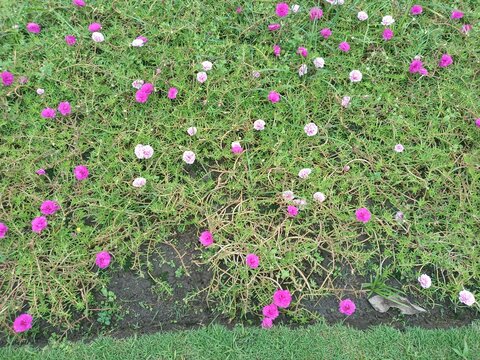 pink Portulaca grandiflora flowers in the garden