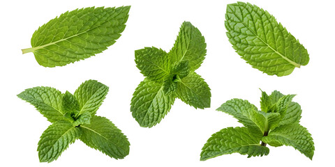 Fresh Green Mint Leaves Isolated on Transparent Background © Hakagraph