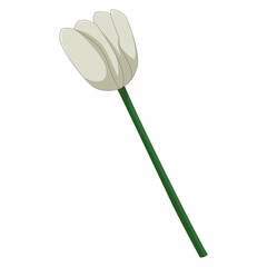 Cartoon Style White Tulip Bud Floral Spring Illustration